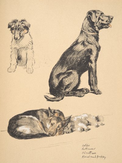 Collie, Retriever, Alstian und Keeshund Welpe, 1930, Illustrationen aus seinem Skizzenbuch verwendet für 